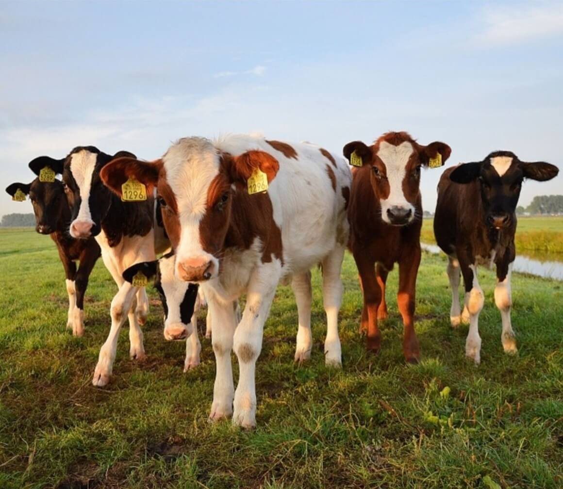 Landbouw en Visserij